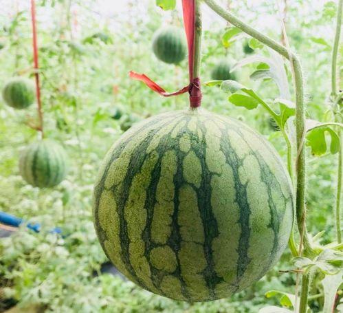 黑料吃瓜网apk普通安装