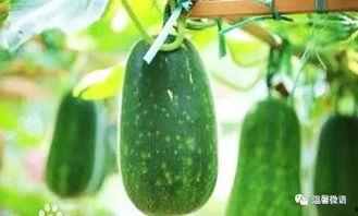 小虫吃苹果 