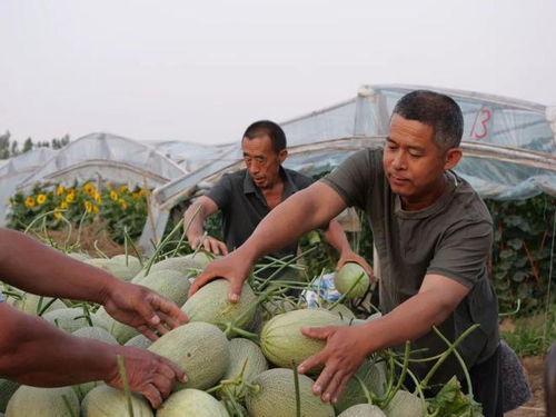 黑料吃瓜网apk普通安装 